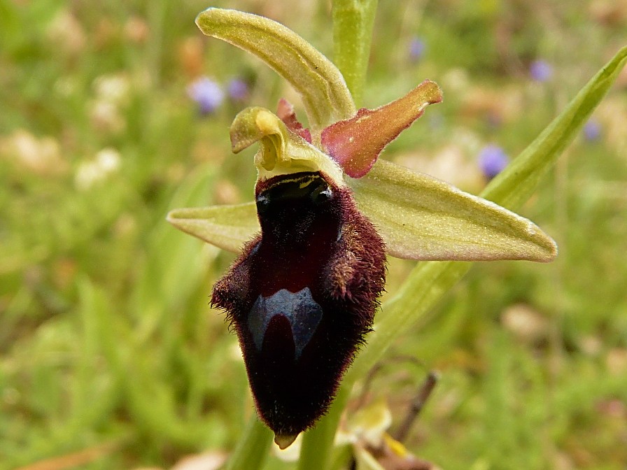 Ophrys promontorii